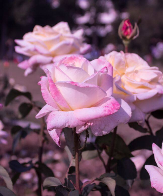 Zakir Hussain Rose Garden
