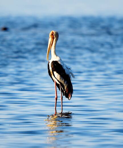 Pulicat Lake