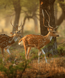 Malsi Deer Park
