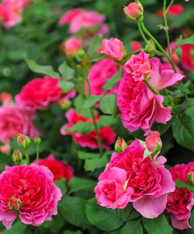 nehru rose garden