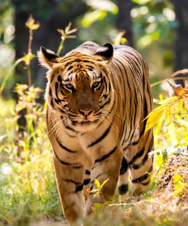 Pench Tiger Reserve Nagpur