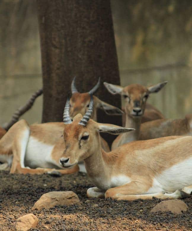 Rajiv Gandhi Zoological Park Wildlife Research