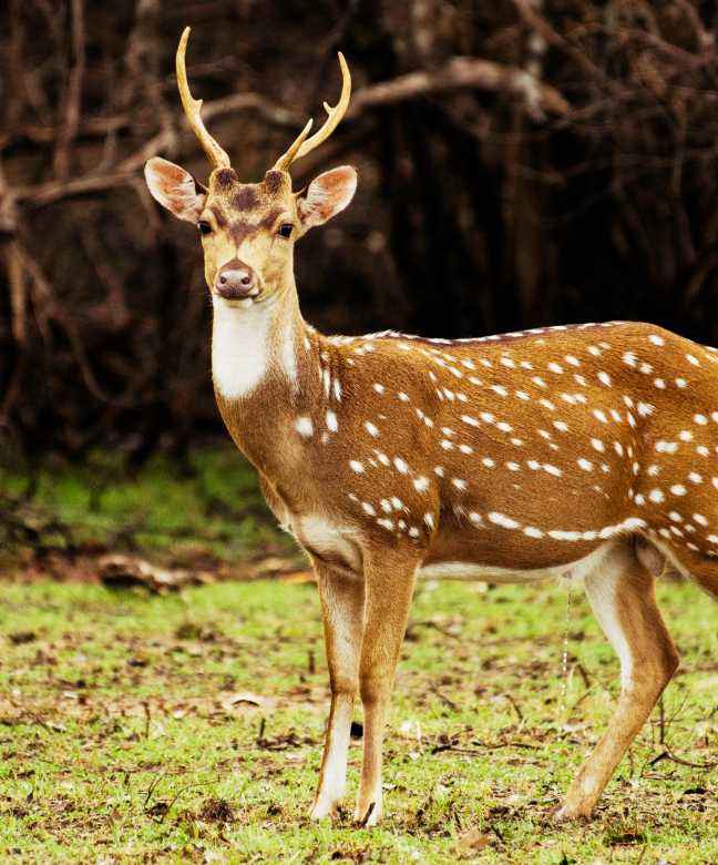 Kalakad Wildlife Century