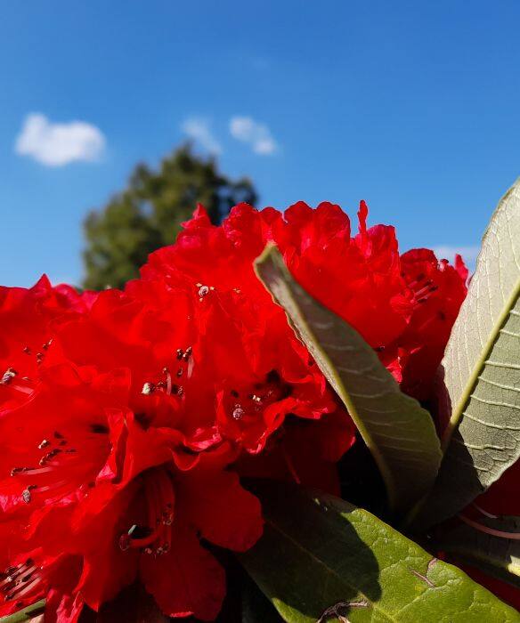 Buransh the magical flower of uttarakhand