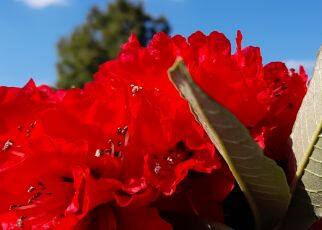 Buransh the magical flower of uttarakhand