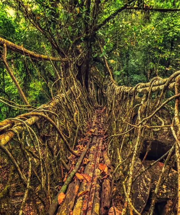 Walk on Air Living Root Bridges in the Abode of the Clouds