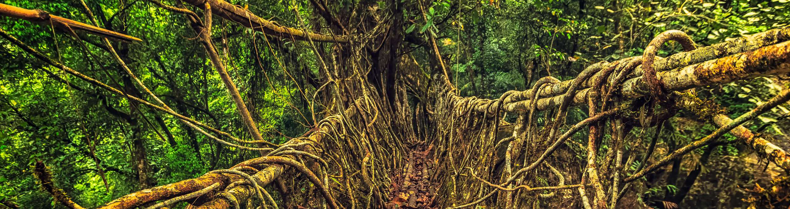 Walk on Air: Living Root Bridges in the Abode of the Clouds