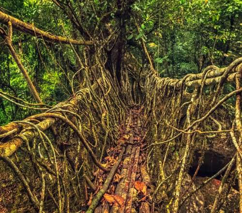 Walk on Air Living Root Bridges in the Abode of the Clouds