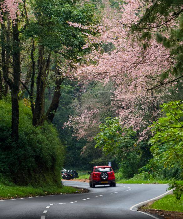 Of Beats and Blooms the Shillong Cherry Blossom Festival