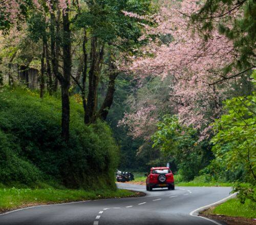 Of Beats and Blooms the Shillong Cherry Blossom Festival