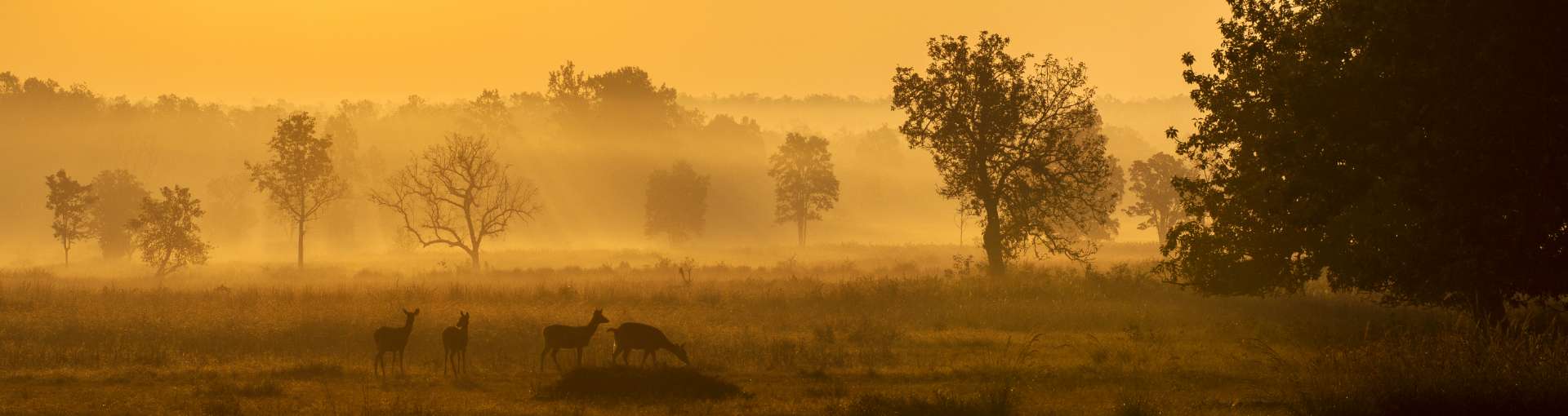 Exploring the Treasures of Kanha National Park: Beyond Tigers and Wildlife