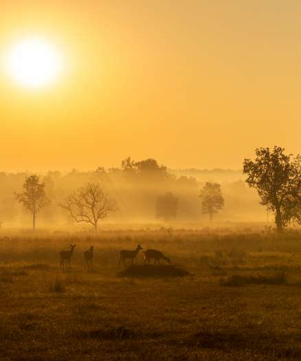 Exploring the Treasures of Kanha National Park Beyond Tigers and Wildlife