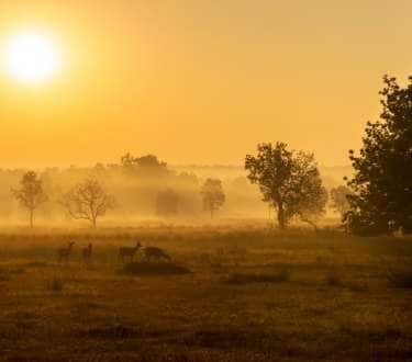 Exploring the Treasures of Kanha National Park Beyond Tigers and Wildlife