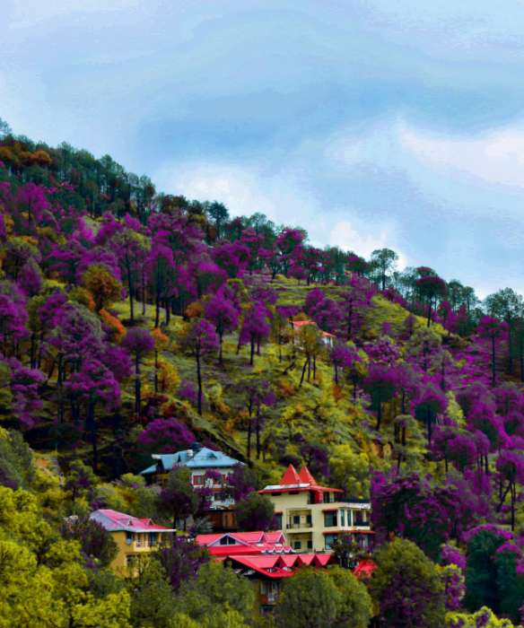 The Himalayan Charm of Amritara Chateau Kasauli an IIdyllic Retreat for the Soul