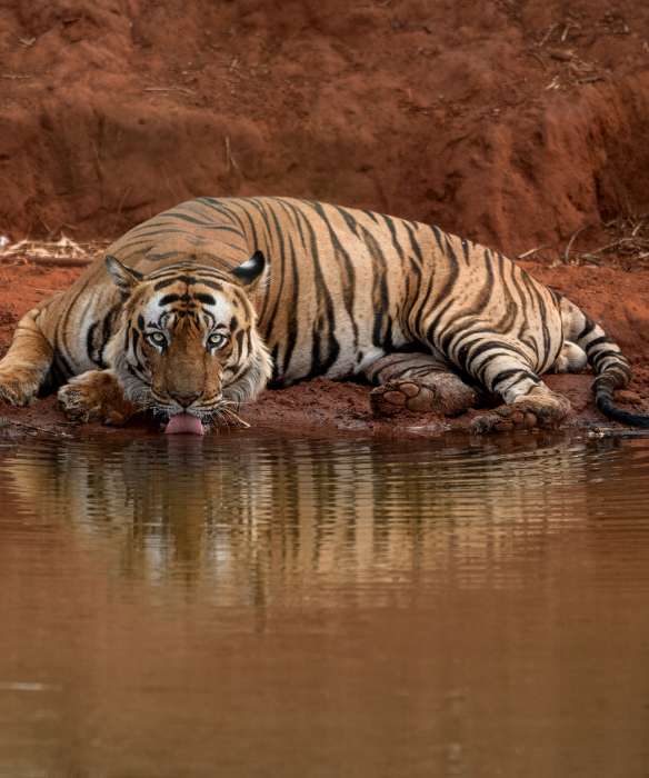 Living Amid the Big Cats at the Tree House Hideaway