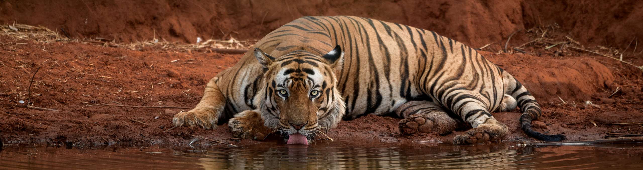 Living amidst the big cats at Tree House Hideaway