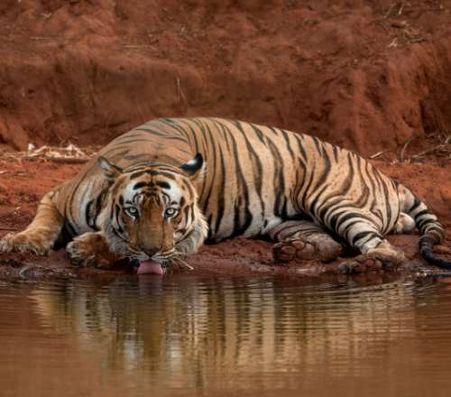 Living Amid the Big Cats at the Tree House Hideaway