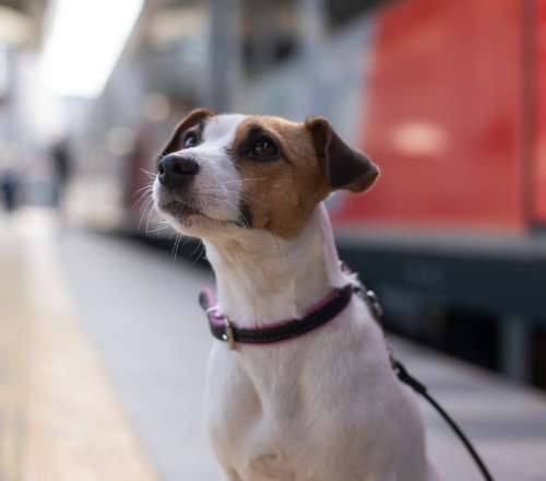 Travelling With Your Pet by Train Heres What You Need to Know