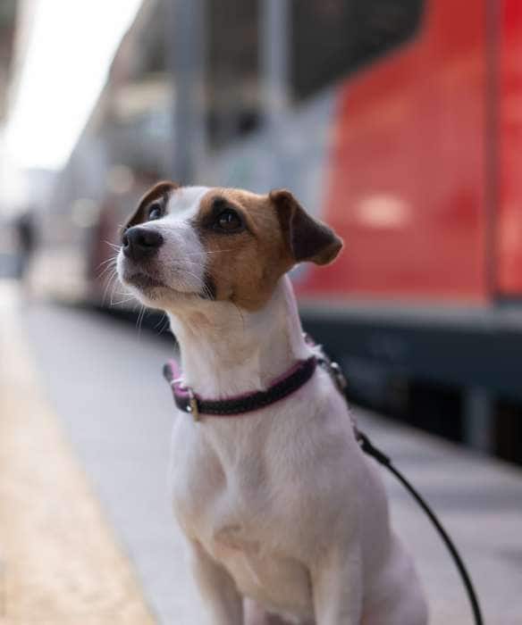 Travelling With Your Pet by Train Heres What You Need to Know