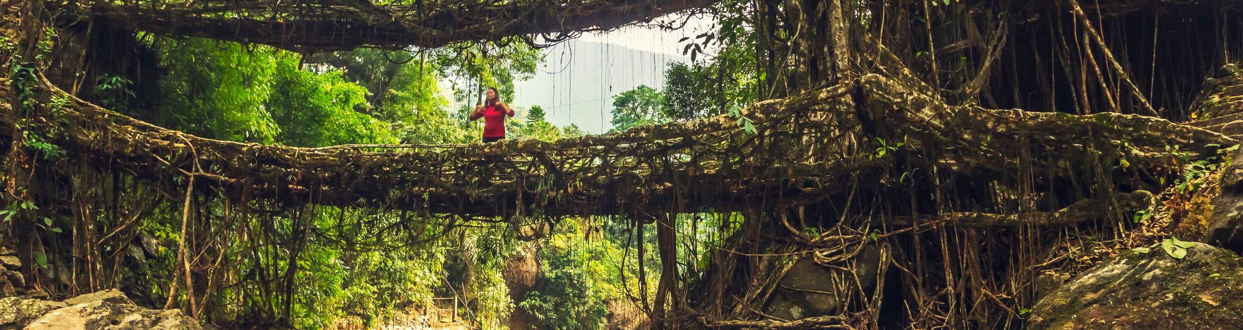 3500 Steps and Counting Visiting the Double Decker Living Root Bridge in Meghalaya