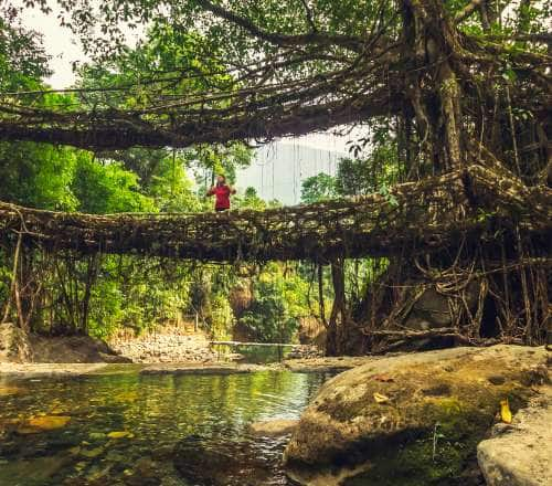 3500 Steps and Counting Visiting the Double Decker Living Root Bridge in Meghalaya