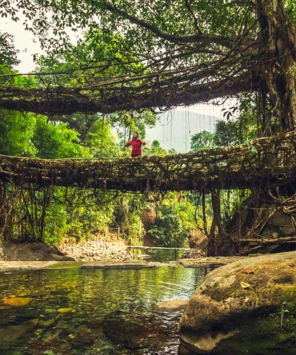 3500 Steps and Counting Visiting the Double Decker Living Root Bridge in Meghalaya