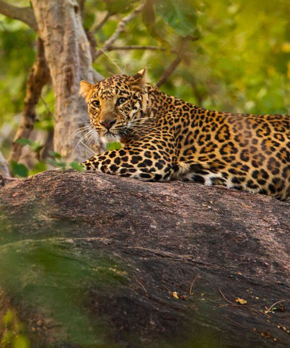 Tiger Safari in Pench National Park