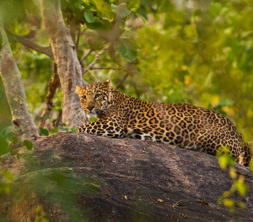 Tiger Safari in Pench National Park