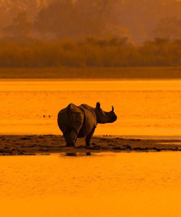 Kaziranga One Day at the World Unesco Heritage Site