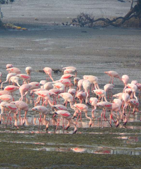 Urban Wildlife you should not miss Flamingoes in Mumbai Birds in Bharatpur Etc