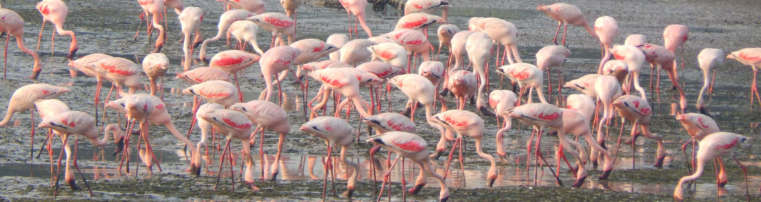 Urban Wildlife you should not miss Flamingoes in Mumbai Birds in Bharatpur Etc