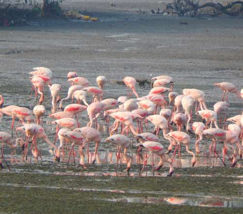 Urban Wildlife you should not miss Flamingoes in Mumbai Birds in Bharatpur Etc