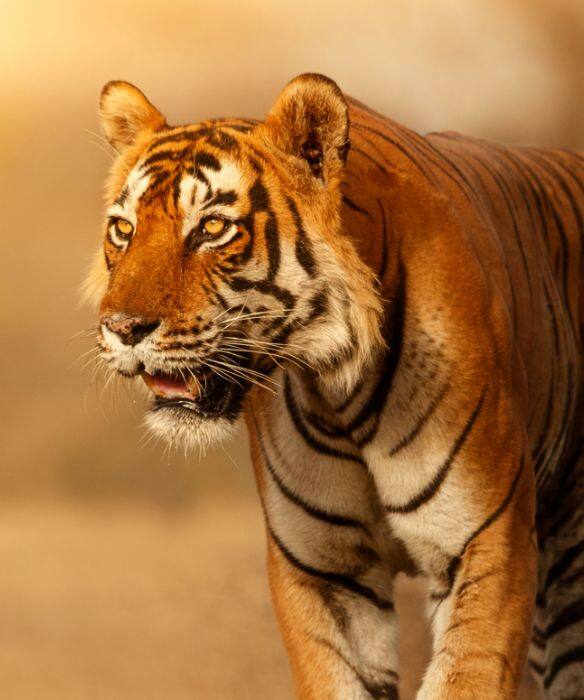 Walk on the Wild Side Exploring the Lesser Known Wildlife Parks of India