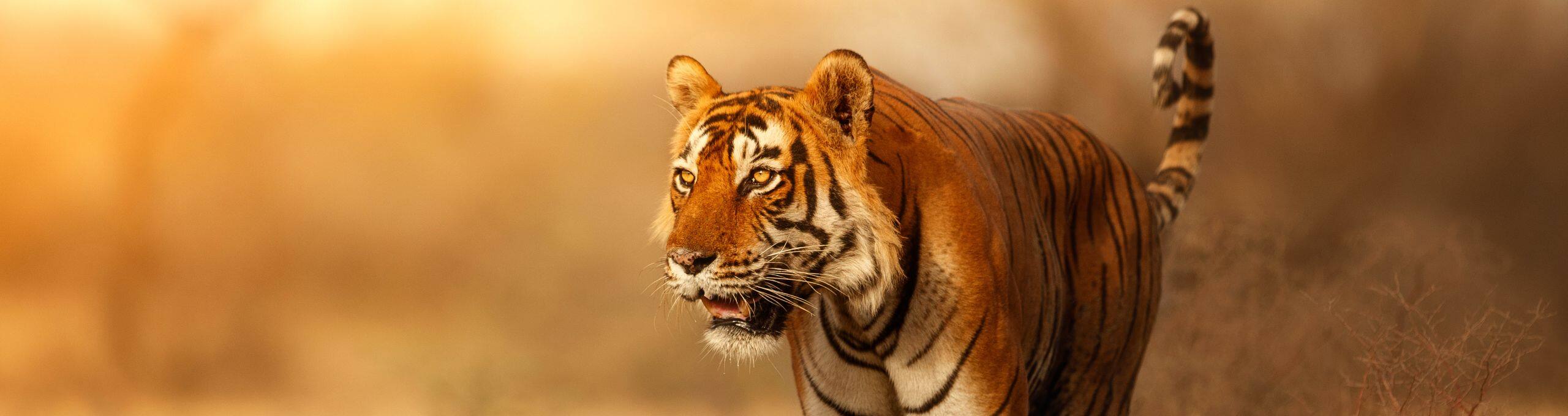 Walk on the Wild Side Exploring the Lesser Known Wildlife Parks of India