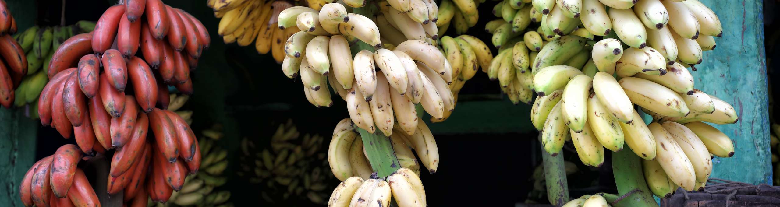 a-visit-to-the-banana-market-in-madurai