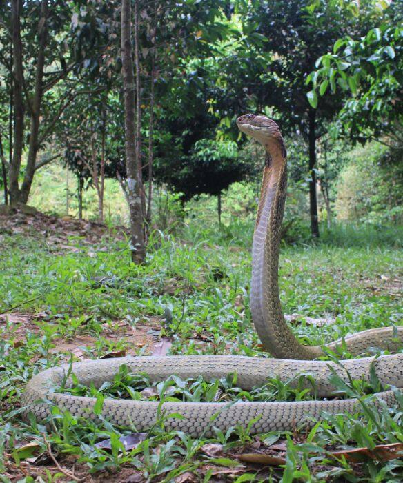 Agumbe the Cobra Capital of the South