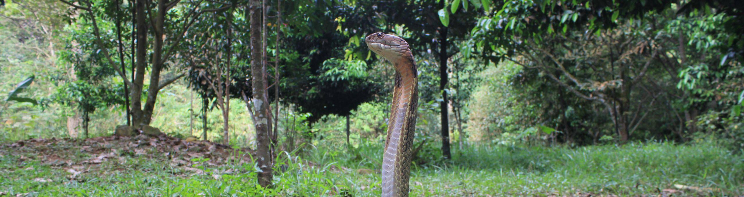 Agumbe: The Cobra capital of the south