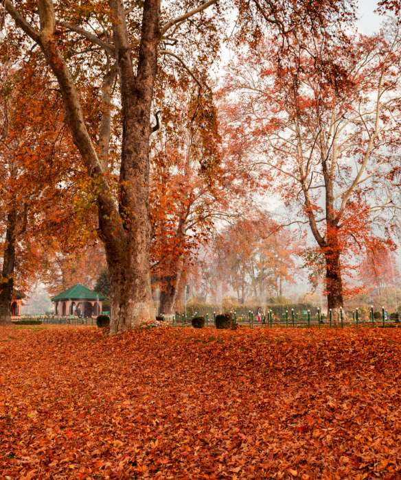 colours-of-autumn-in-india