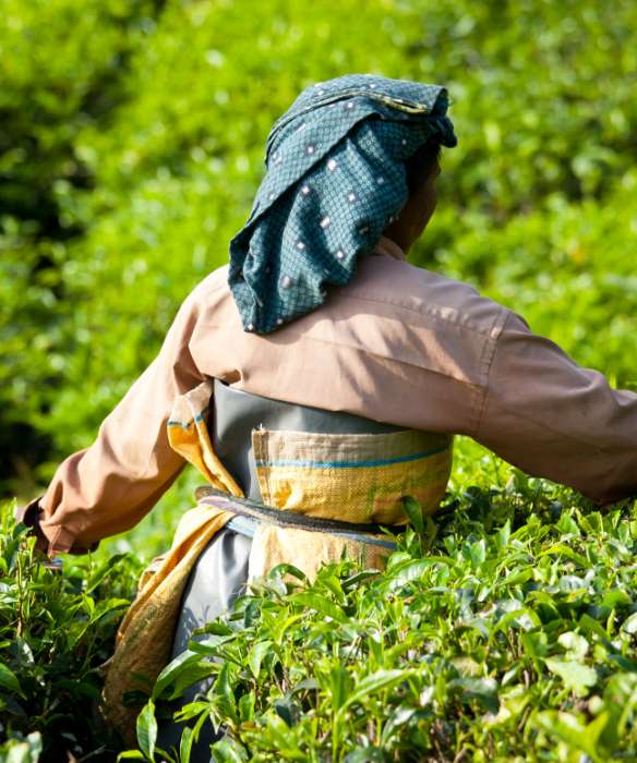 History in a Teacup – Munnar