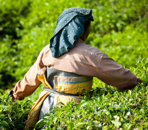 History in a Teacup – Munnar