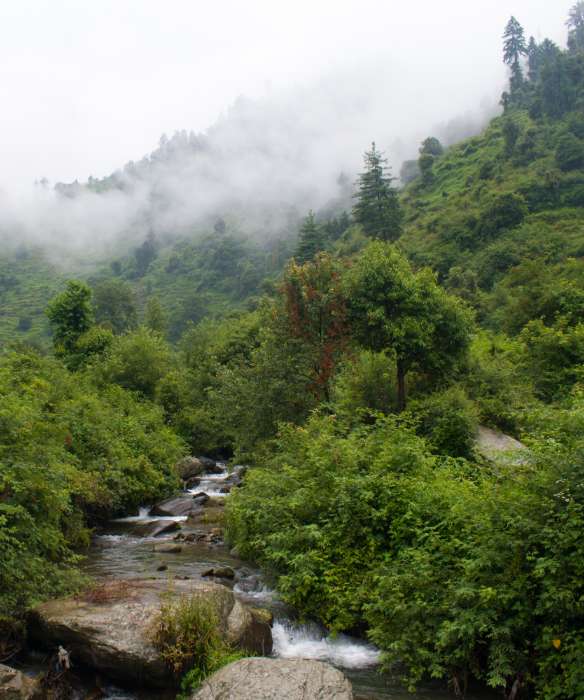 Lost in the Woods, I Found Myself in the Magic of Barot