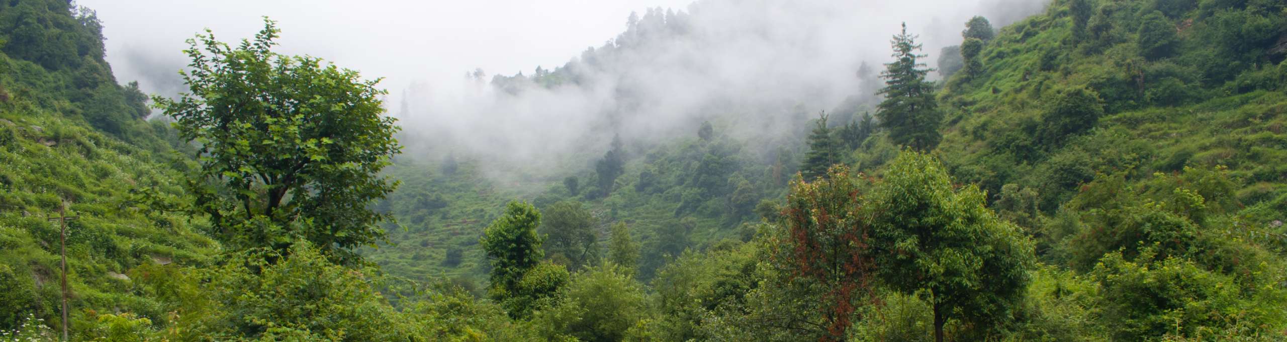 Lost in the woods, I found myself in the magic of Barot