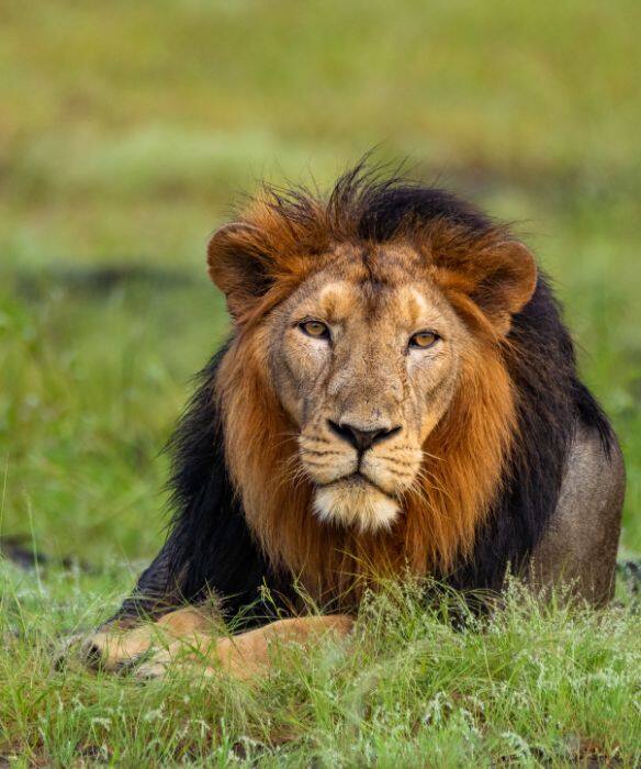 Meet the King of the Jungle at Gir National Park