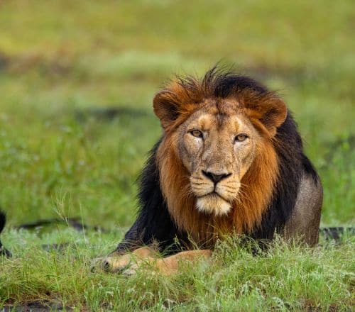 Meet the King of the Jungle at Gir National Park