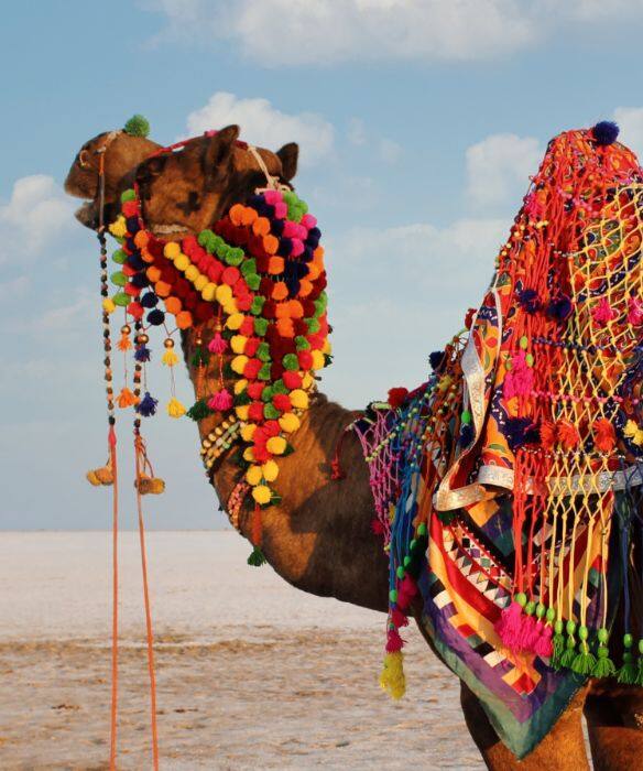 A Sea of Salt, a Riot of Colour – The Essence of the Rann Utsav in Kutch, Gujarat