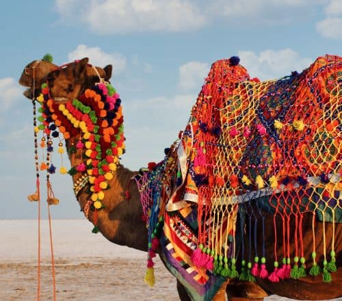 A Sea of Salt, a Riot of Colour – The Essence of the Rann Utsav in Kutch, Gujarat