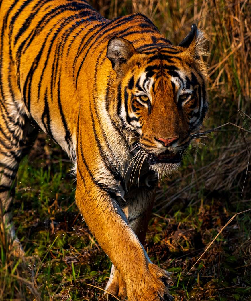 the-queen-of-tadoba