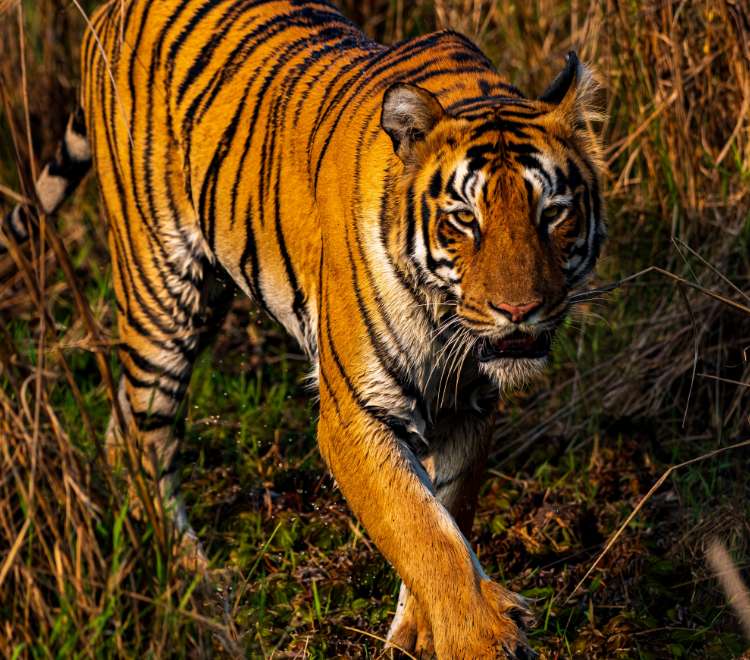 the-queen-of-tadoba