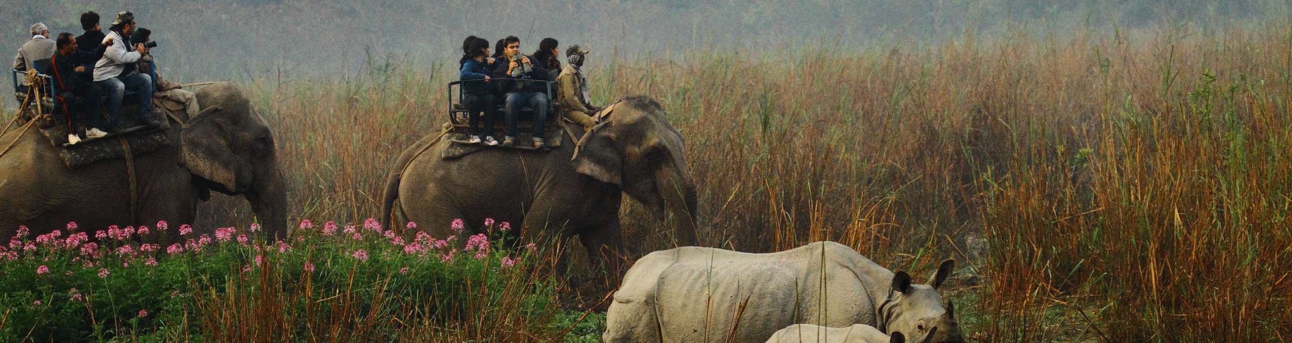 Assam Adventures: 10 Days of Wildlife Encounters, Ancient Temples, and Cultural Marvels