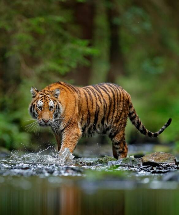 A Tryst With the Queen of Tadoba